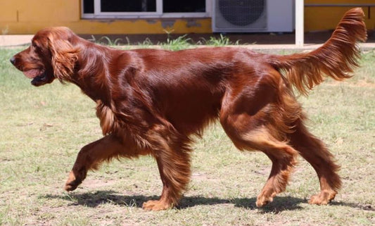 Dog with shiny and healthy coat