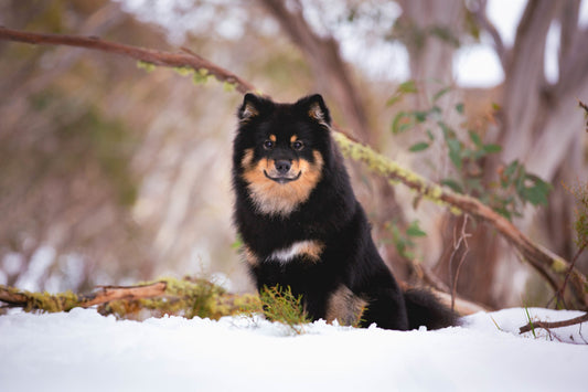 puppy in snow