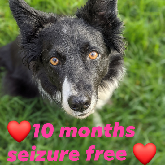 10 months seizure free dog