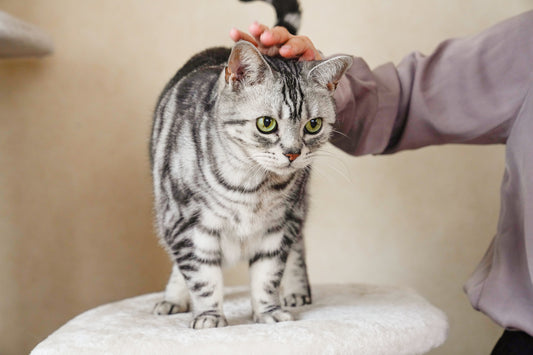 The Importance of Cat Coat Health