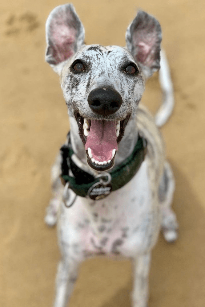 We love Antinol Rapid and use it daily for Harvey Antinol Australia