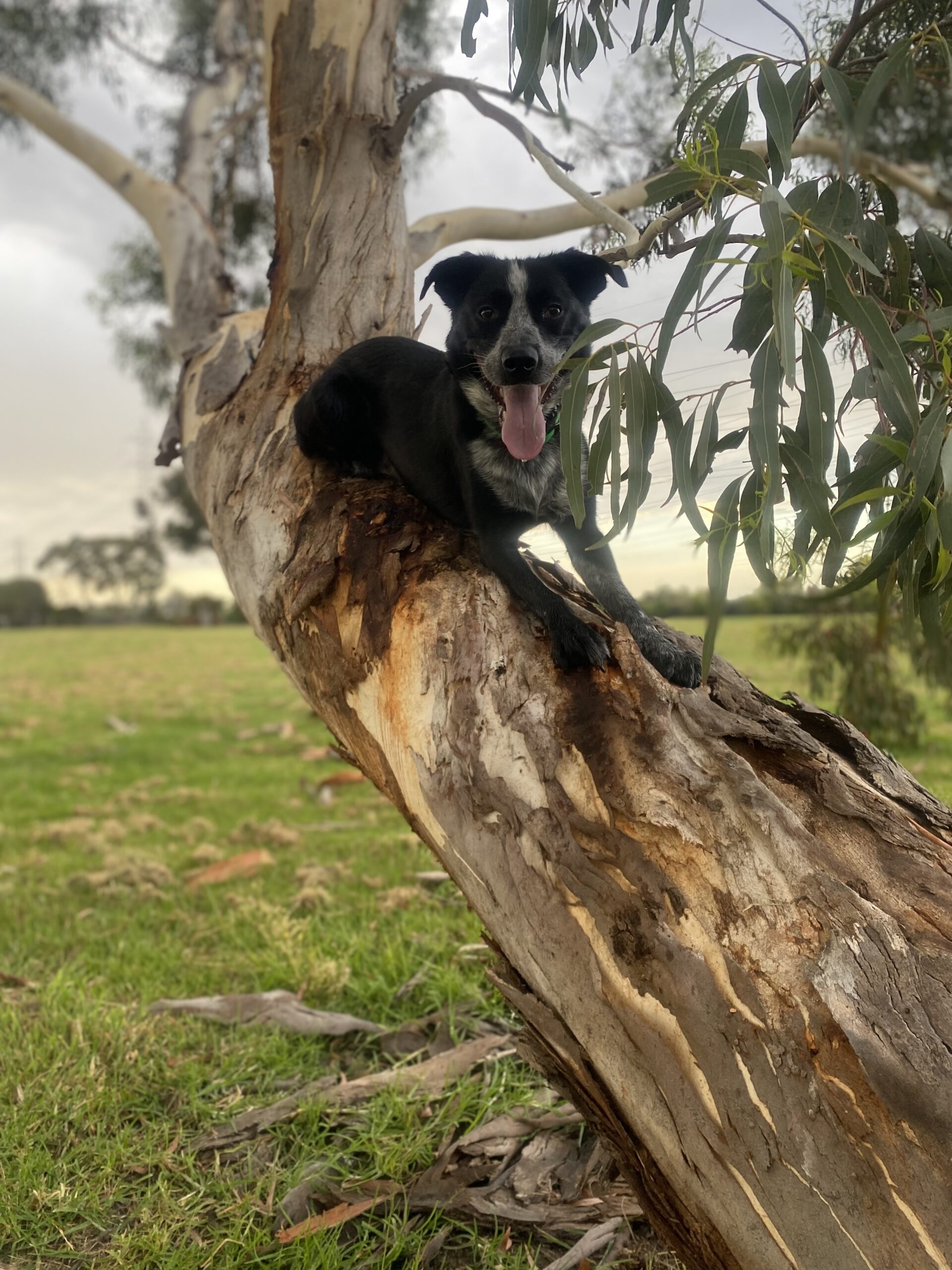 Border Collie Collapse K9 Nash's Incredible Story Antinol Australia