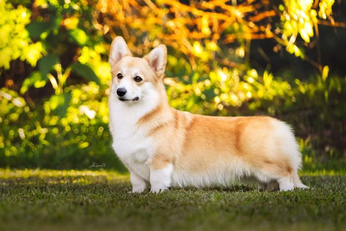 Behind The Scenes Of Aziah Pembroke Welsh Corgis – Antinol Australia