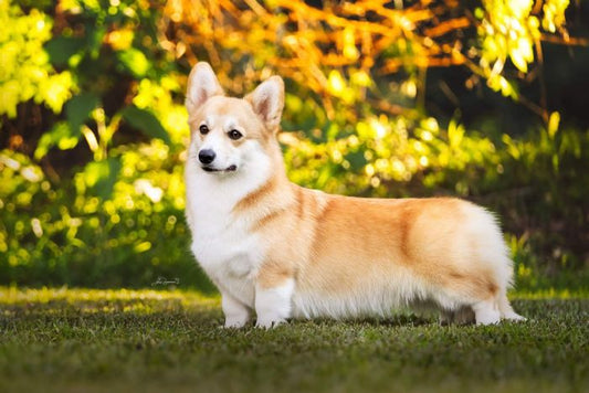corgi on lawn