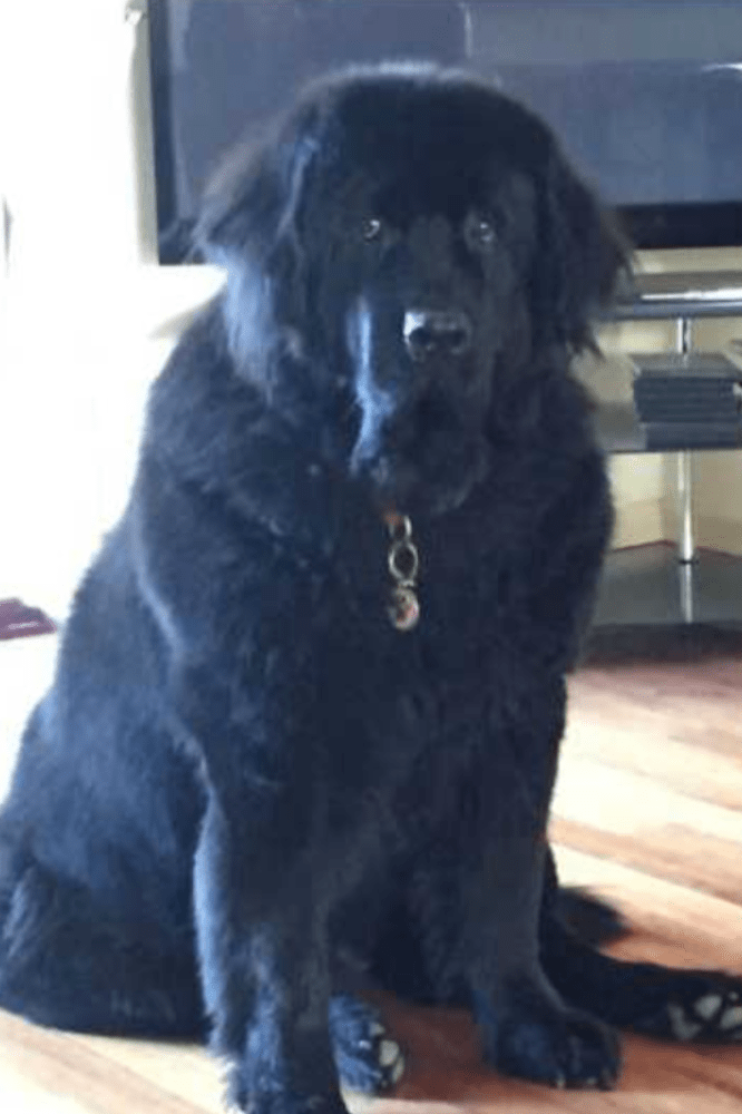 She loves her walks and can now walk a lot further with no after pain.