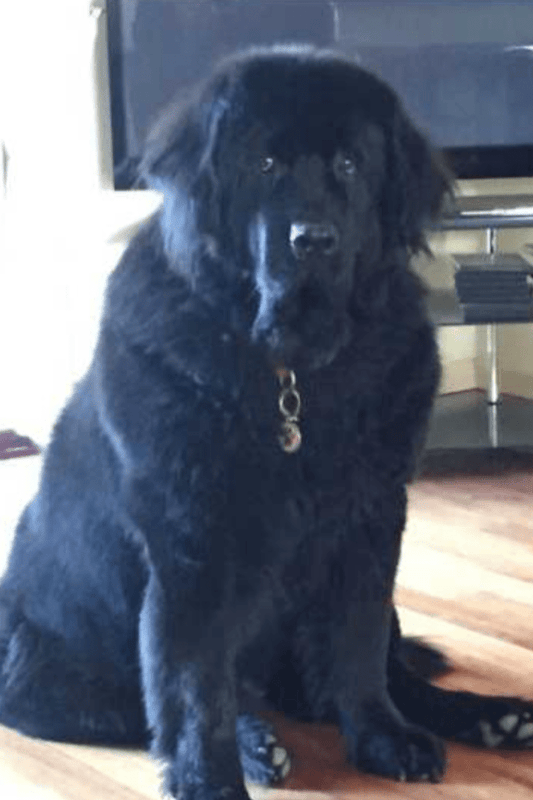 She loves her walks and can now walk a lot further with no after pain.