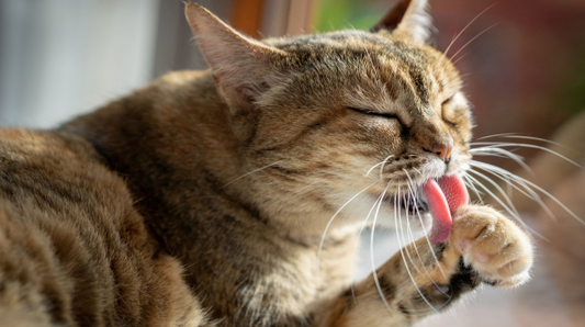 Why Does My Cat Overgroom & How Can Help Them?