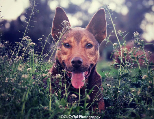 dog with flowers