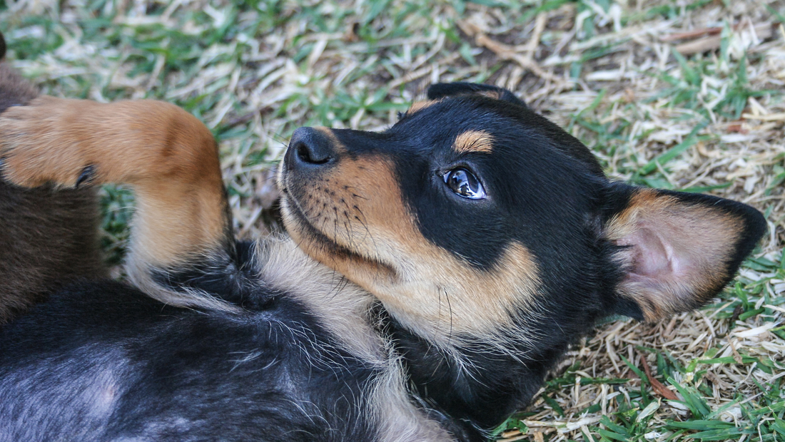a dog lying on the ground
