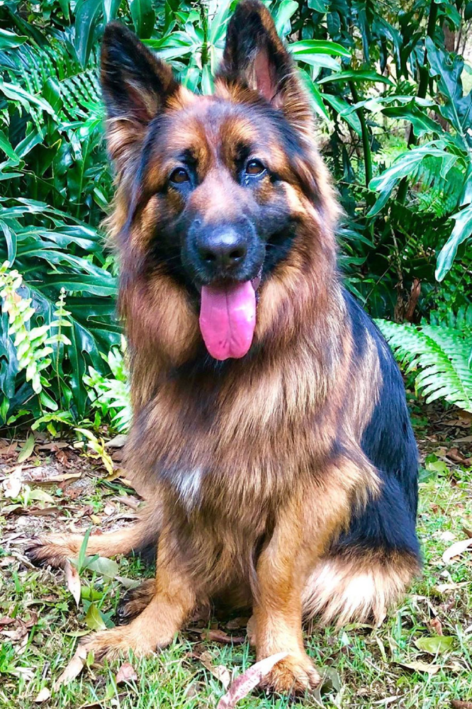 The vet we saw recently was amazed at how well she is doing and so impressed that Xia shows no signs of pain!