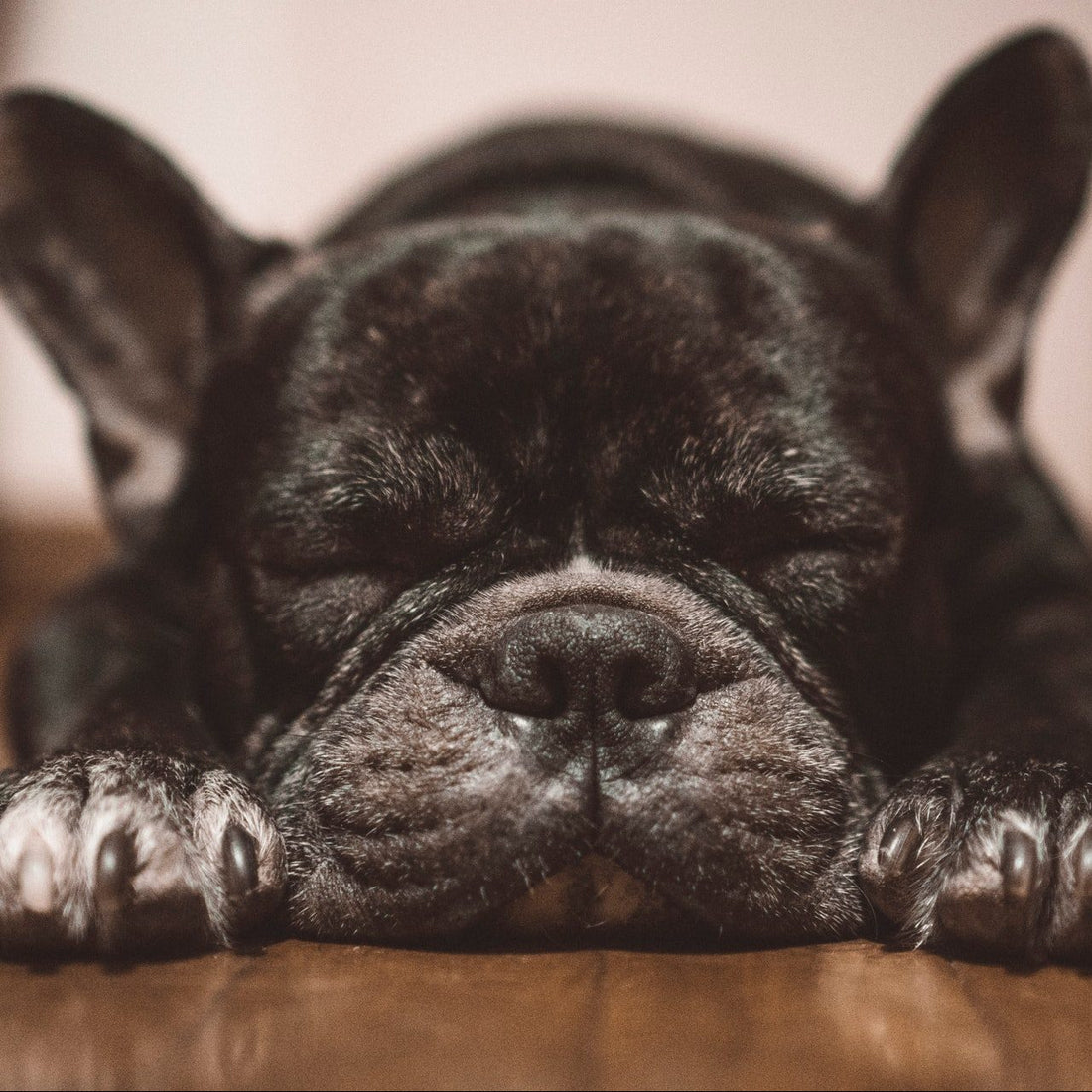 Frenchie Rescue