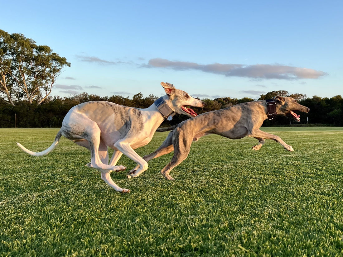 Whippets on Antinol Rapid