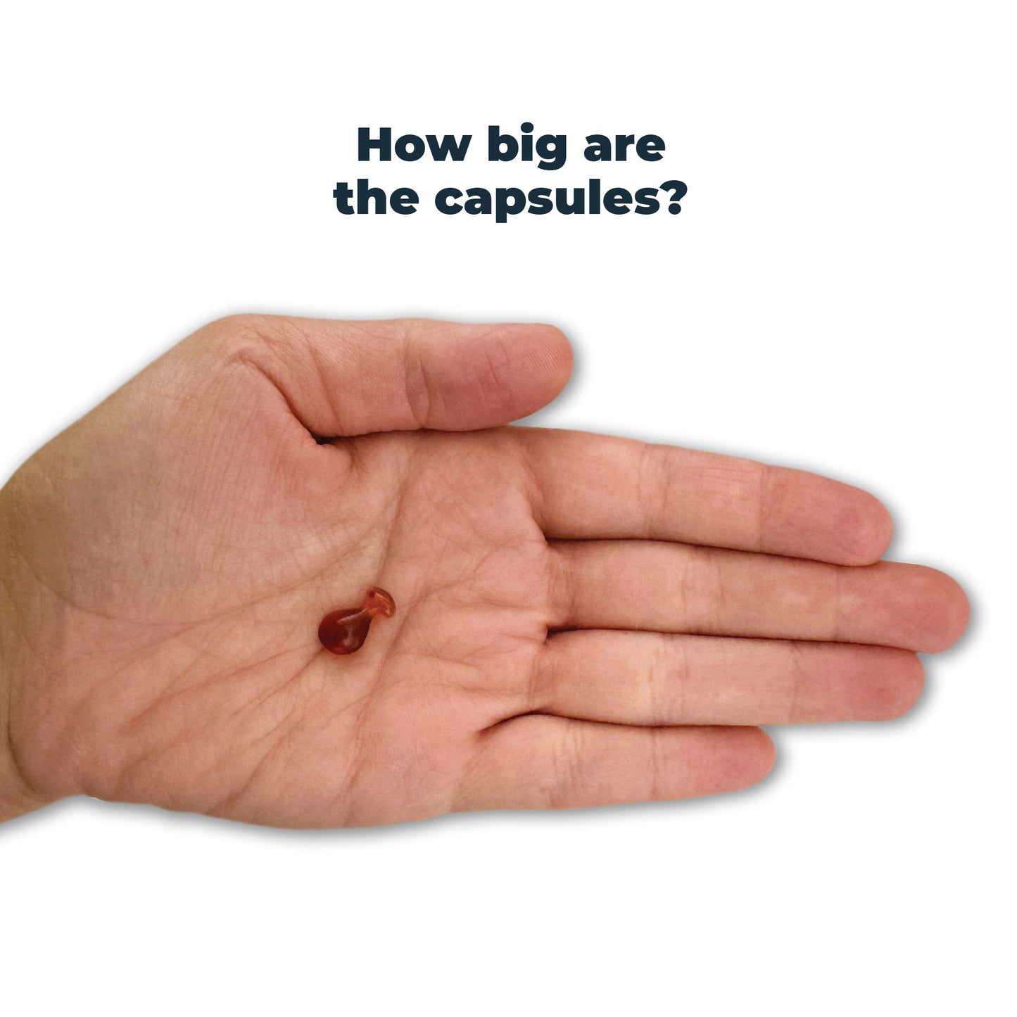 Antinol 60-day Starter Pack – Cat - Easy-Feed Capsules