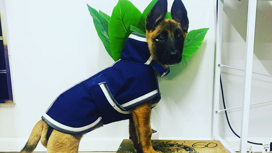 a dog wearing a costume