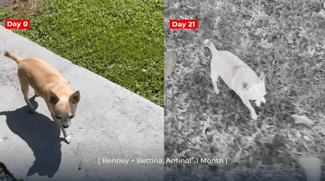 Bentley + Bettina, Antinol<sup>®</sup>️ 1 Month