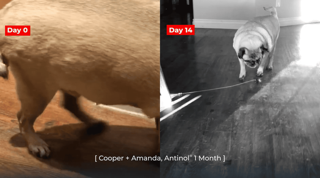 Cooper + Amanda, Antinol<sup>®</sup>️ 1 Month