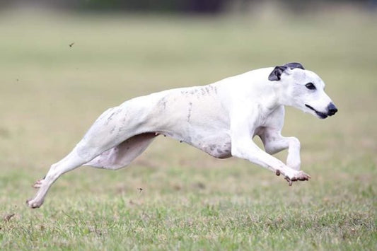 white whippet in air