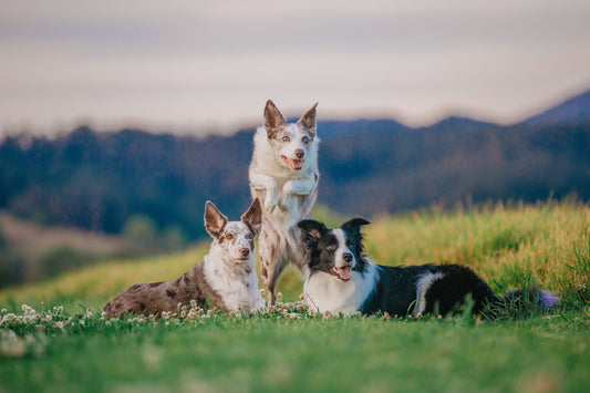 dog leaping over two dogs