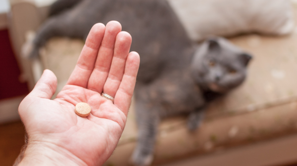 How To Pill A Cat - Getting Medication Into A Difficult Cat