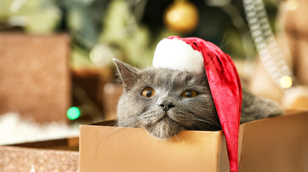 Feline Festive? - Catproofing your house for Christmas