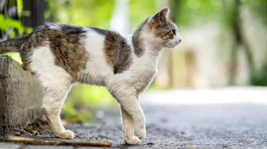 Spring Fur-Fling. Understanding your cat’s skin and coat health in spring