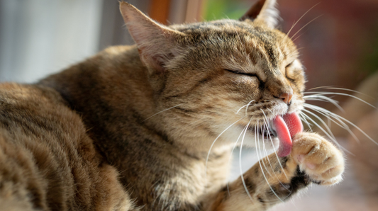 Why Does My Cat Overgroom & How Can  Help Them?