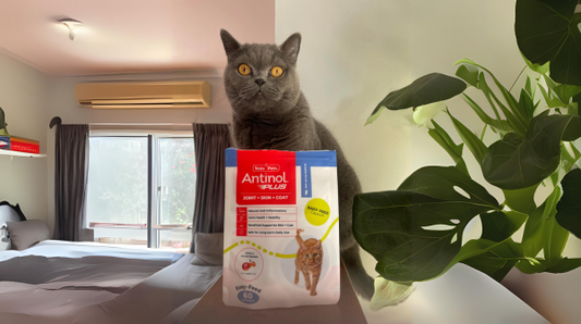 Spring into Spring - How To Manage Your Cat’s Skin Health With Antinol Plus