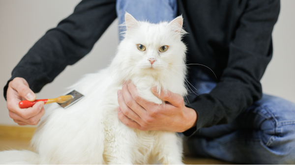 Grooming Tips for Long-Haired Cats: Preventing and Removing Matting and Tangles