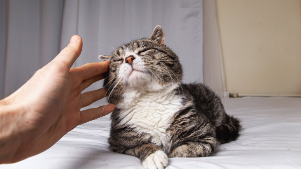 5 Top Reasons to Adopt a Senior Cat and Tips to Keep them Fit and Healthy