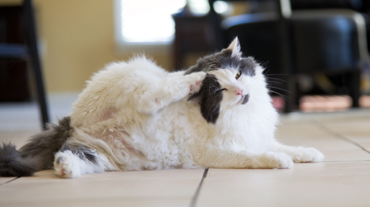 Common Coat Problems in Cats: Dullness, Dryness, and Excessive Shedding