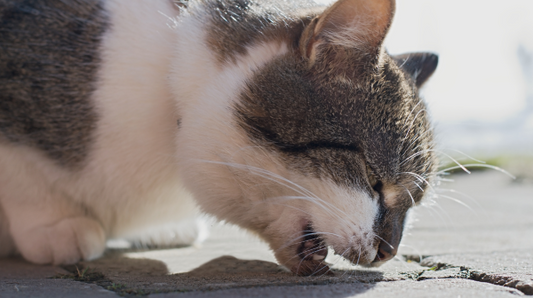 Hairballs and your cat: Causes, symptoms & ways to help your cat with hairballs