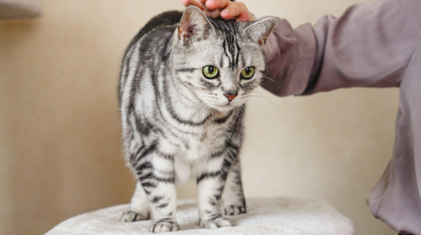 The Importance of Cat Coat Health