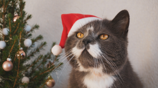 Keeping Your Cat Safe This Christmas - 6 Festive Hazards To Watch Out For