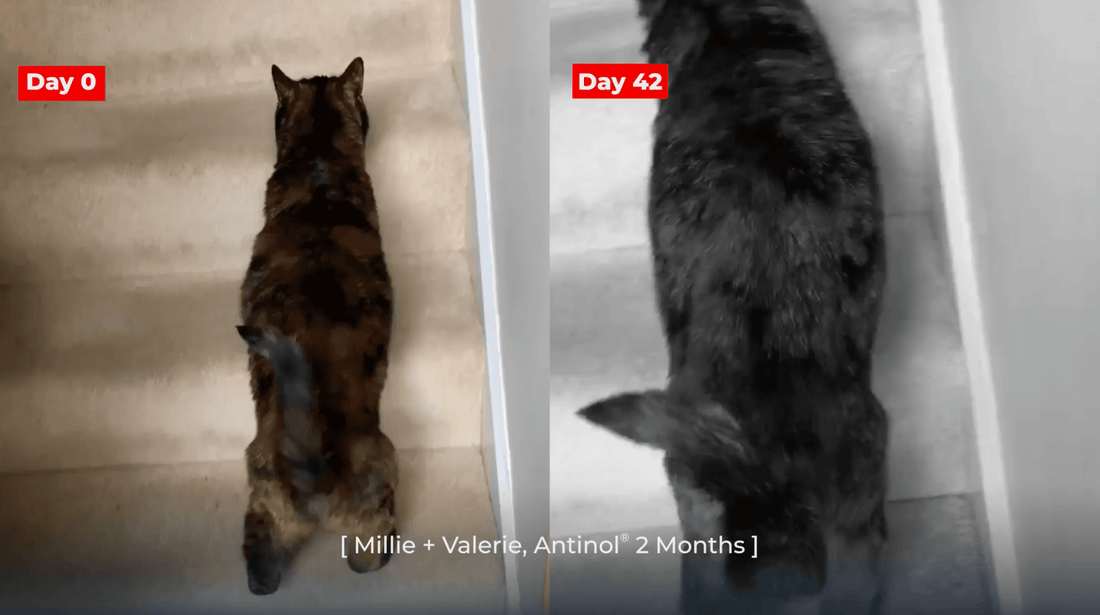 Millie + Valerie, Antinol<sup>®</sup>️ 2 Months