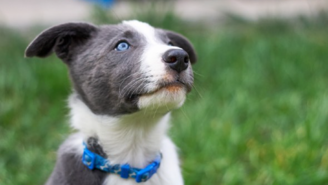 Blue grey border sales collie