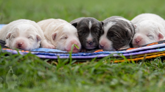 a group of puppies lying on a blanket