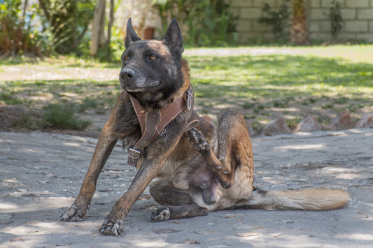 Spring getting under your dog’s skin? Understanding skin health, itching, allergies and canine atopic dermatitis in spring