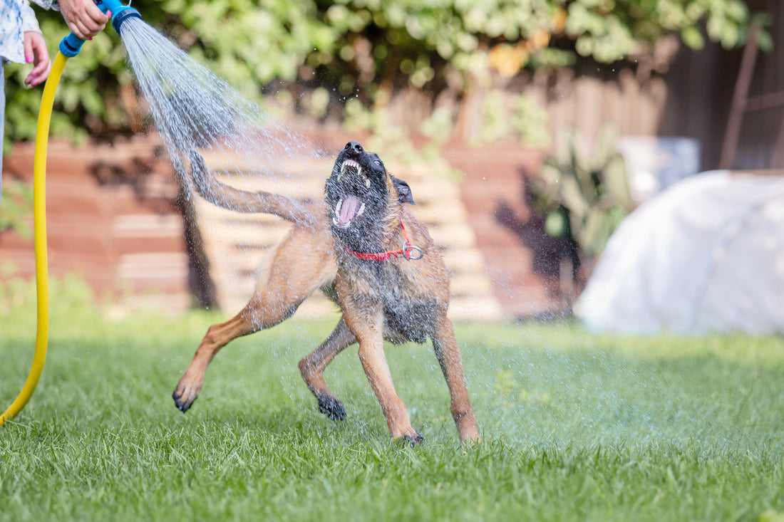 Keeping dogs cool in summer—cool tips for in the house, outside and on walks