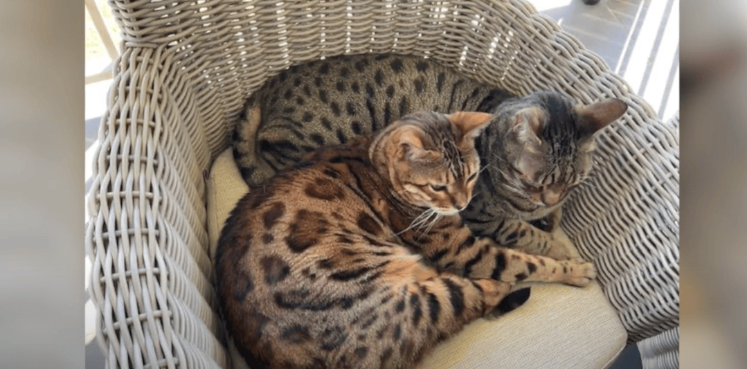 Transforming My Aging Bengal Cat's Mobility: My Antinol Story