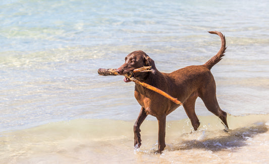 When is it too hot to walk your dog? - Summer dog-walking safety