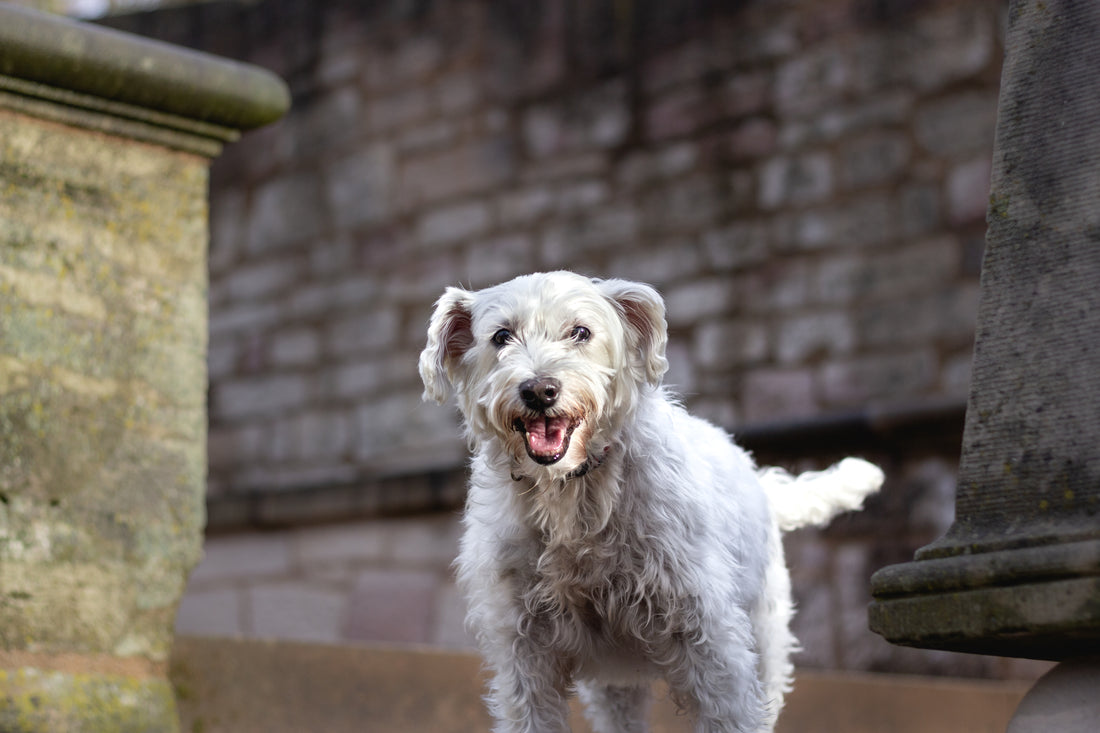 Why Golden Oldies Are Wonderful- 5 Reasons To Adopt A Senior Dog