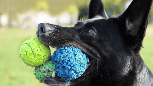 a dog holding a ball