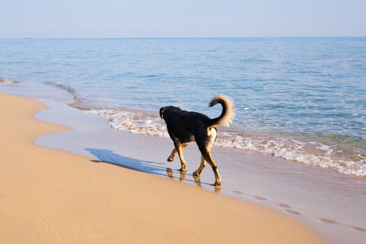 Summer Bliss: How Swimming and Antinol Plus Boost Joint Health for Dogs