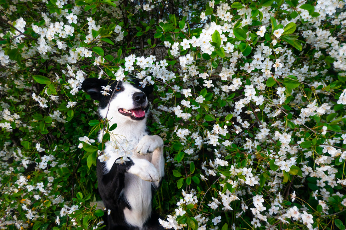 7 Skin Problems To Avoid For Your Dog This Spring