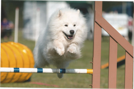 dog pain free jumping
