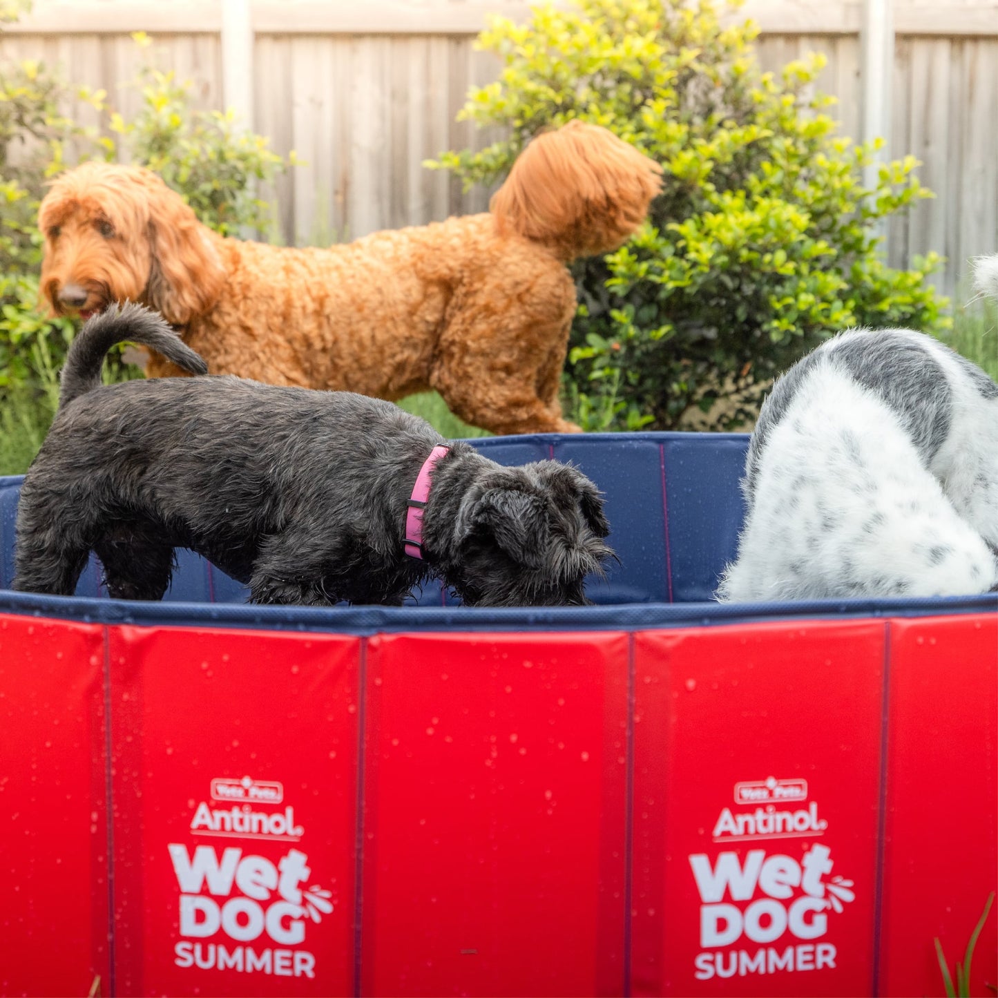 Wet Dog Splash Pool