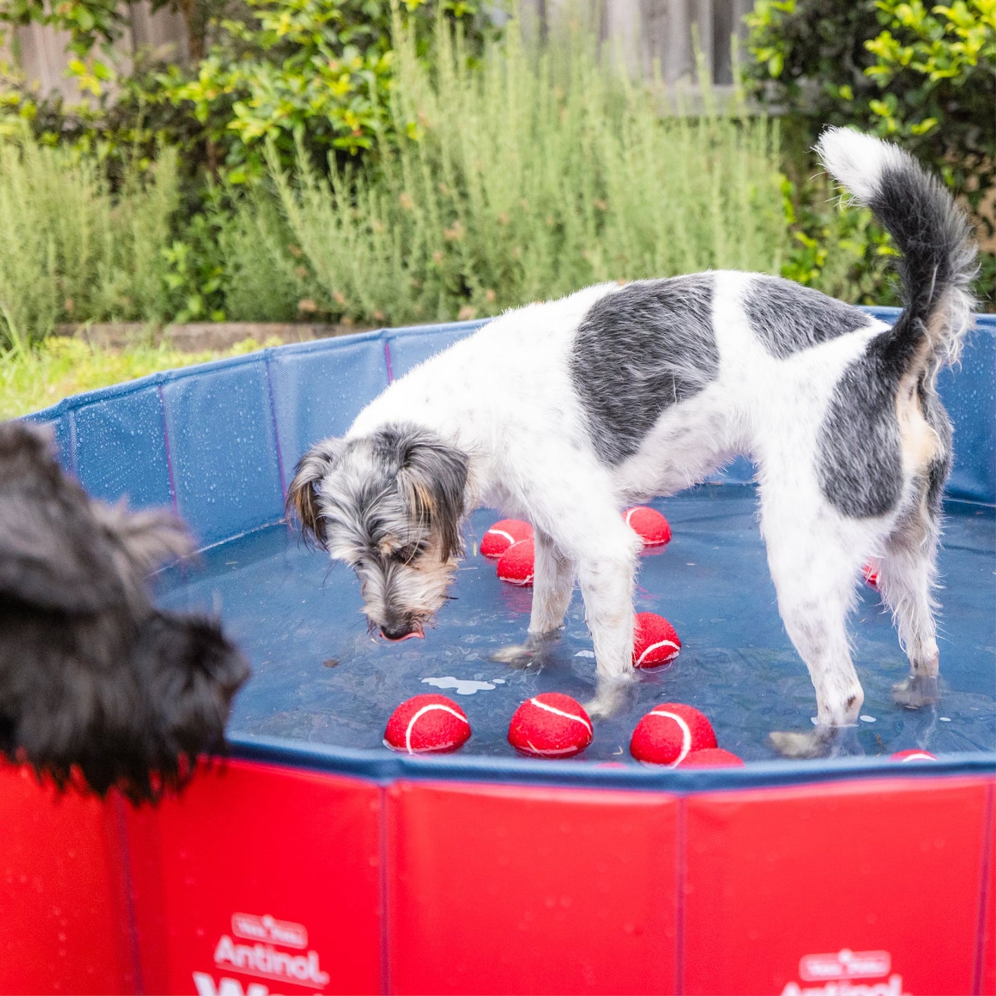 Wet Dog Splash Pool