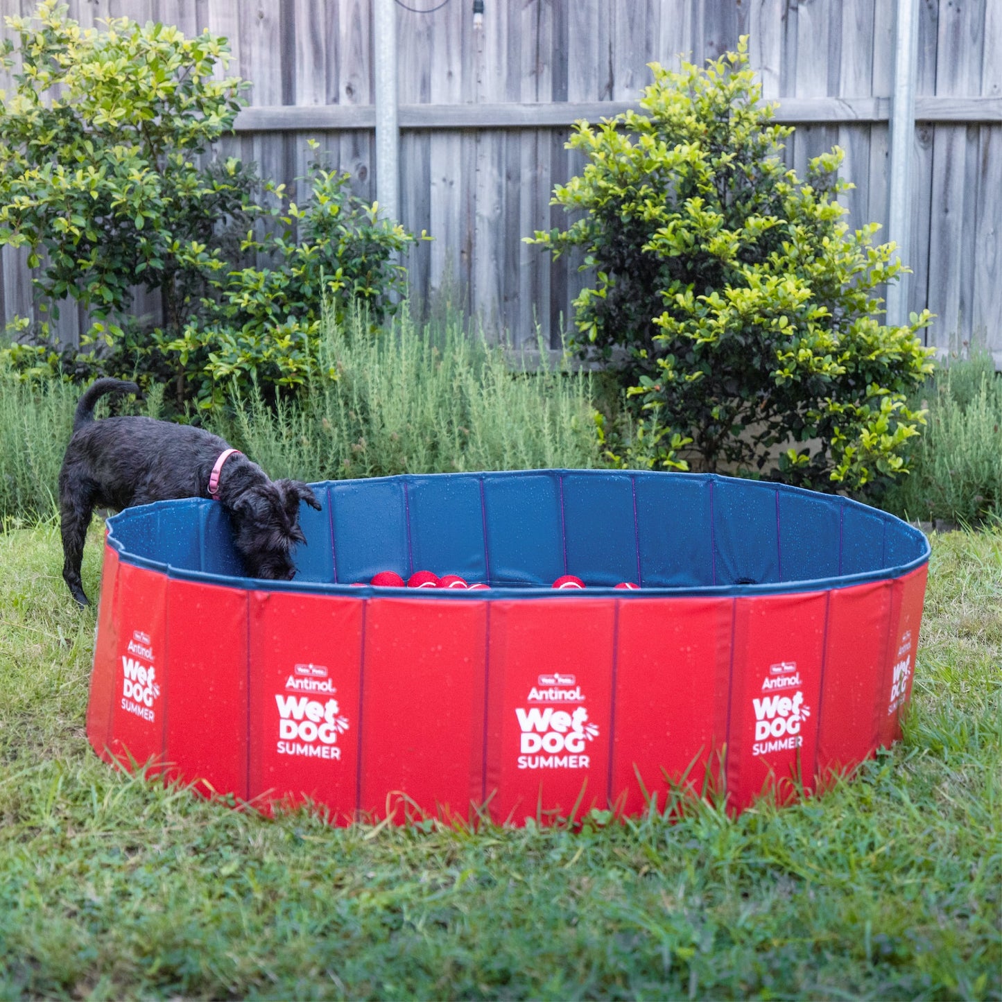 Wet Dog Splash Pool