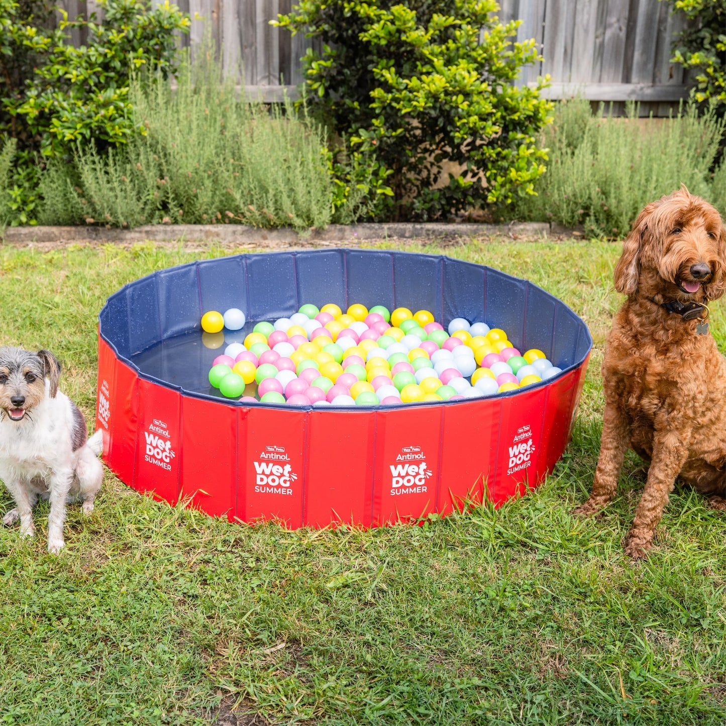 Wet Dog Splash Pool