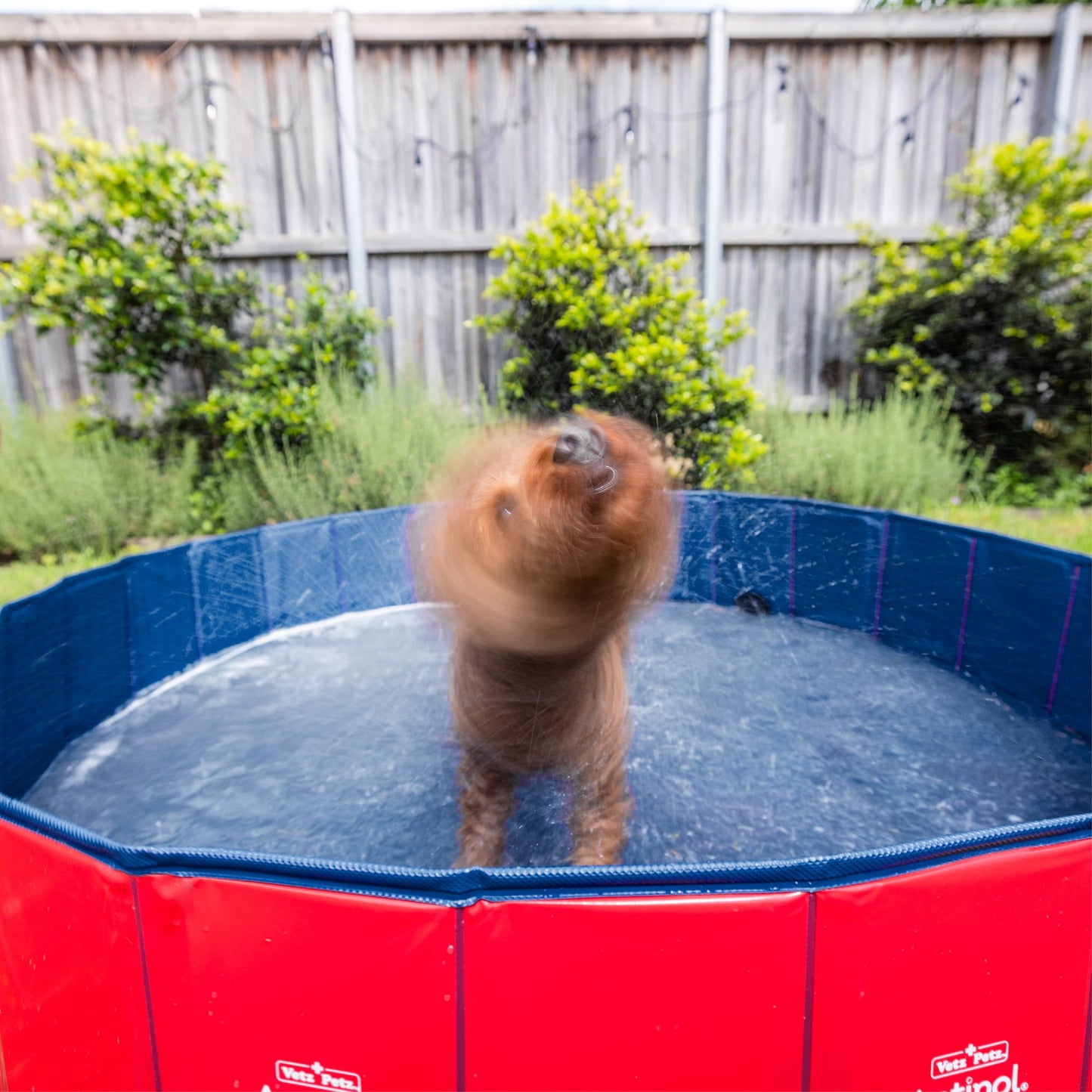 Wet Dog Splash Pool